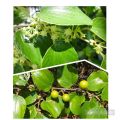 srilankan apple / Ilanthai plants / indian jujube plants. 