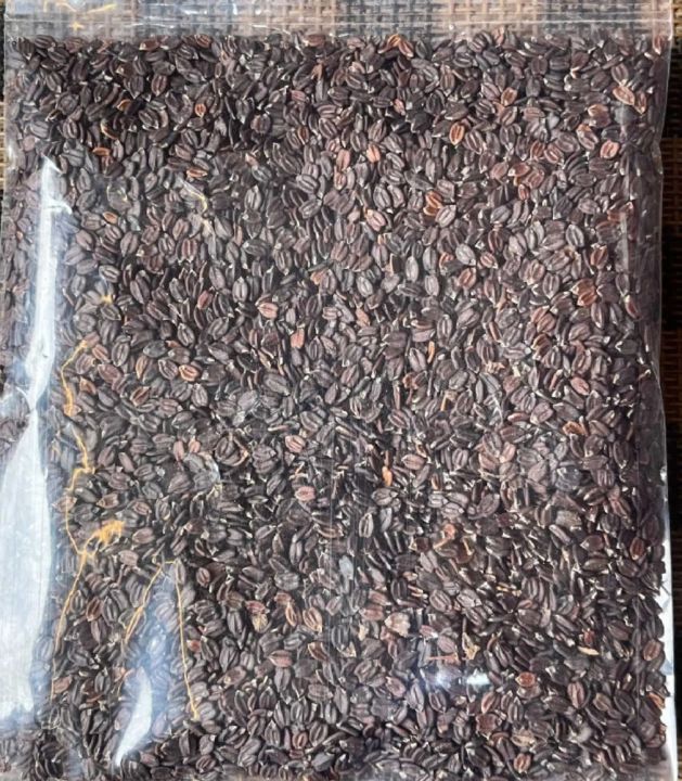 Ban%20Silam%20Seed%20Bunsilam%20-%201kg%20-%20Image%204