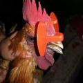 20/50/100 Pcs Chicken Glasses with Non-bolted Clips Anti-pecking and Fighting Type of Non-nasal-piercing Without Bolts. 