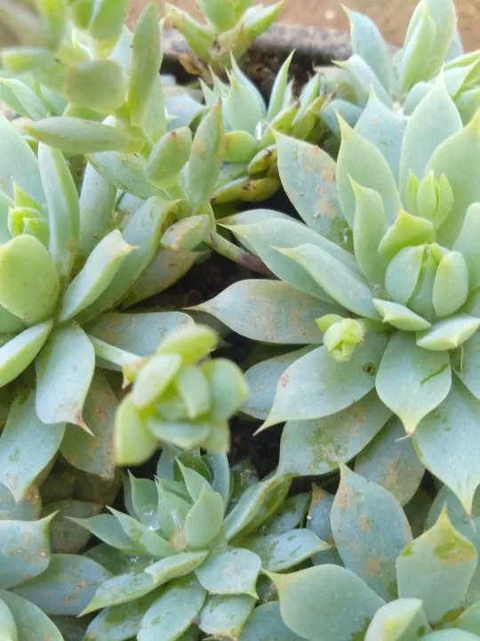 Nelum%20succlant%20plant%20-%20Image%203