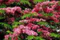 Pink Cassia Nodosa Plant, Cassia Javanica, Pink shower, 6 ft height, World's first 8 month Flowering Plant in year | Plant Parlour. 