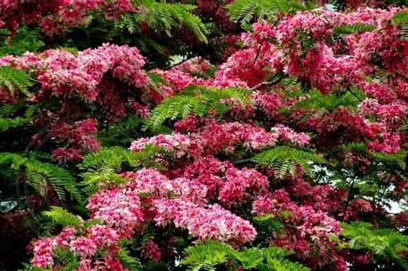 Pink Cassia Nodosa Plant, Cassia Javanica, Pink shower, 6 ft height, World's first 8 month Flowering Plant in year | Plant Parlour