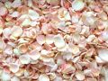 Rose petel white dry(irani) 100gm(premium quality of A&AA store). 
