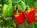 F1 hybrid Shimla mirch / capsicum/ bell peppers seeds in red , green , yellow and purple. 