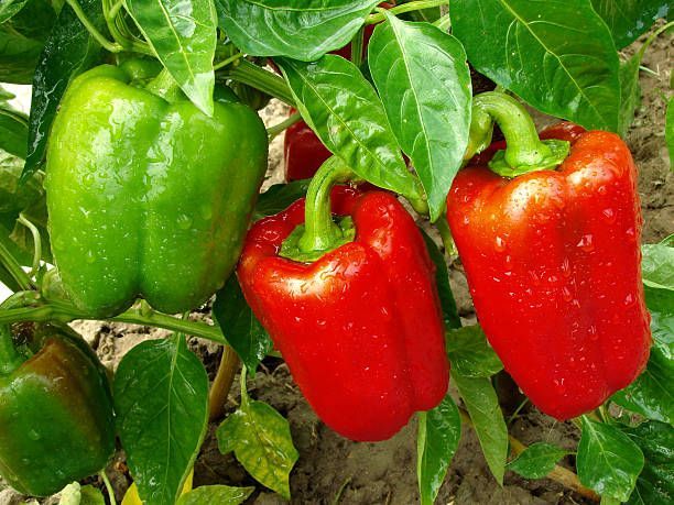 F1%20hybrid%20Shimla%20mirch%20/%20capsicum/%20bell%20peppers%20seeds%20in%20red%20,%20green%20,%20yellow%20and%20purple%20-%20Image%203