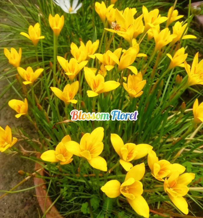 Rain%20lily%20bulb%20(10%20piece),%20(Zephyranthes%20drummondii)%20-%20Image%202