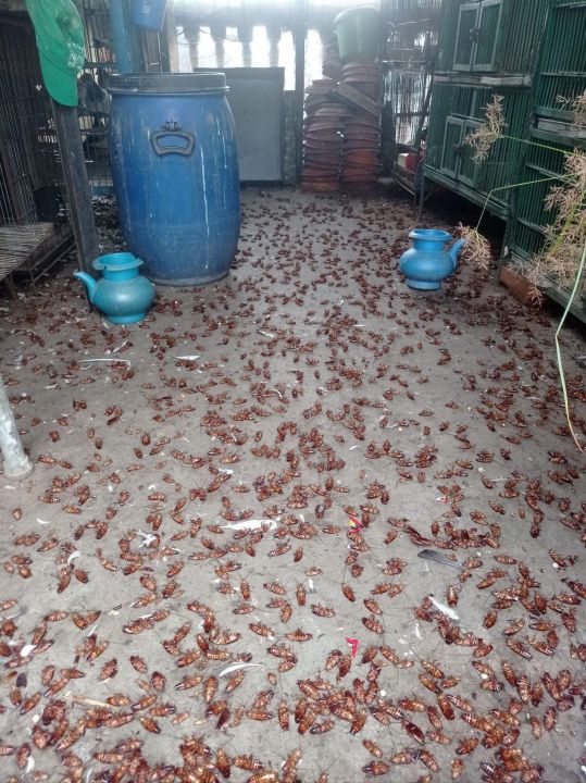 Dhaka%20Gel%20Cockroach%20Killer%2050g%20%7C%201%20Piece%20%7C%20Powerful%20Roach%20Control%20Gel%20for%20Kitchen%20&%20Washroom%20%7C%20Fast-Acting,%20Easy%20to%20Use,%20Long-Lasting%20Formula%20%7C%20Gel-Coated%20Cockroach%20Killing%20Gel%20%7C%20Say%20Goodbye%20to%20Roaches%20Instantly!%20-%20Image%205