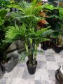 palm plant tree for decor customized. 