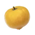 Laulu plant canistel egg fruit plant. 