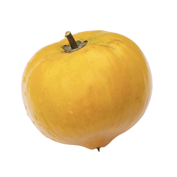 Laulu%20plant%20canistel%20egg%20fruit%20plant%20-%20Image%203