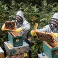 Beekeeping Tools Wood Honey Brush Wasp Bee Sweep Beekeeping Equipment Horse Tail Hair New Bee Brush For Cleaning Apiculture. 