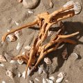 7-26CM 4 Sizes Driftwood Cuckoo Roots Dead-wood Tree Trunk Landscape Creative Reptile Cylinder Fish Tank Ornament Aquarium Decor. 