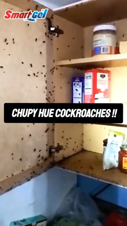 Smart Gel Cockroaches Killer Gel - 20Gram 99.9 Guarantee Results | No Mess Killer Gel for Home Kitchen | Effective Up To 3-4 Months | Long Lasting Cockroach Control Gel | Safe & Easy Pest Killer Solution | Powerful Smart Gel for Cockroach Removal
