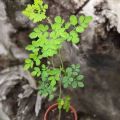 Moringa Live Plant. 