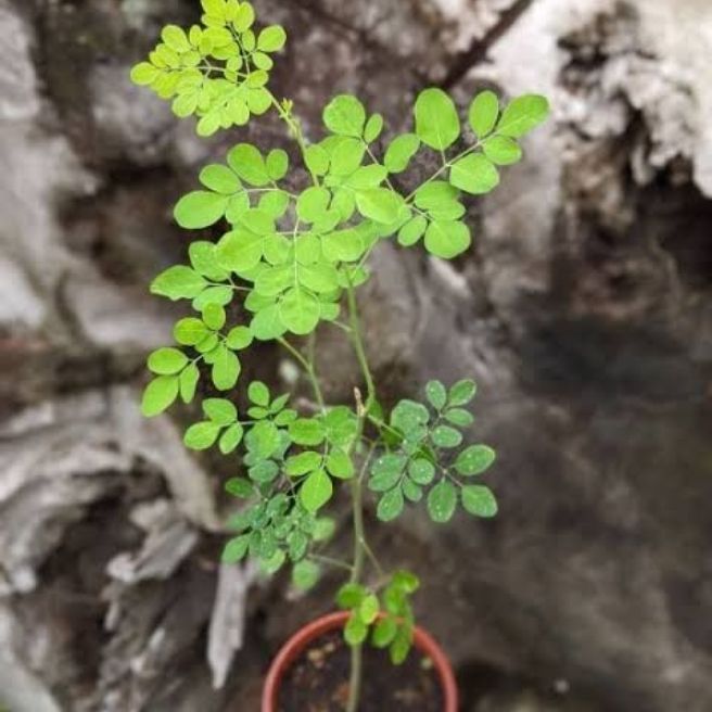 Moringa Live Plant