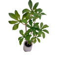 1:6 Dollhouse Miniature Potted Plant Green Leafed Plant Pot Bonsai Home Garden Decor Toy Doll House Accessories. 