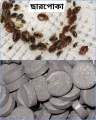 Powerful Bed Bug Killer Fumigation Tablet – 100% Effective – Charpoka | Ulush. 
