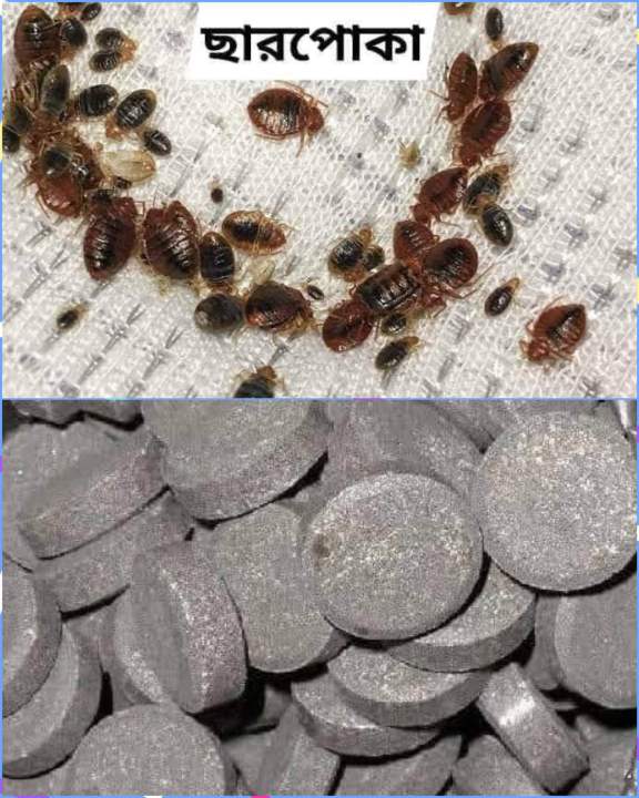 Powerful Bed Bug Killer Fumigation Tablet – 100% Effective – Charpoka ...