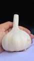NARC G1 Garlic Dry Seed (200grams). 