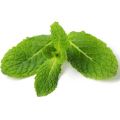 Mint Leaves Pudina Powder 100gm. 