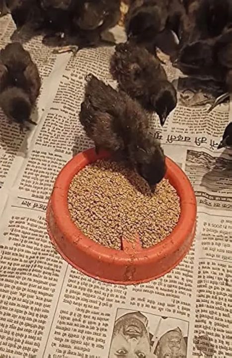 Bio%20Blooms%20Poultry%20Feed%20for%20Growing%20Chicken%20Birds%206%20Weeks%20to%2020%20Week%20Birds%20350%20-%20Image%203