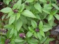 Niazbo plant seeds. 