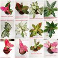Aglonema Plant/ Indoor Plants pack- 4 plants. 
