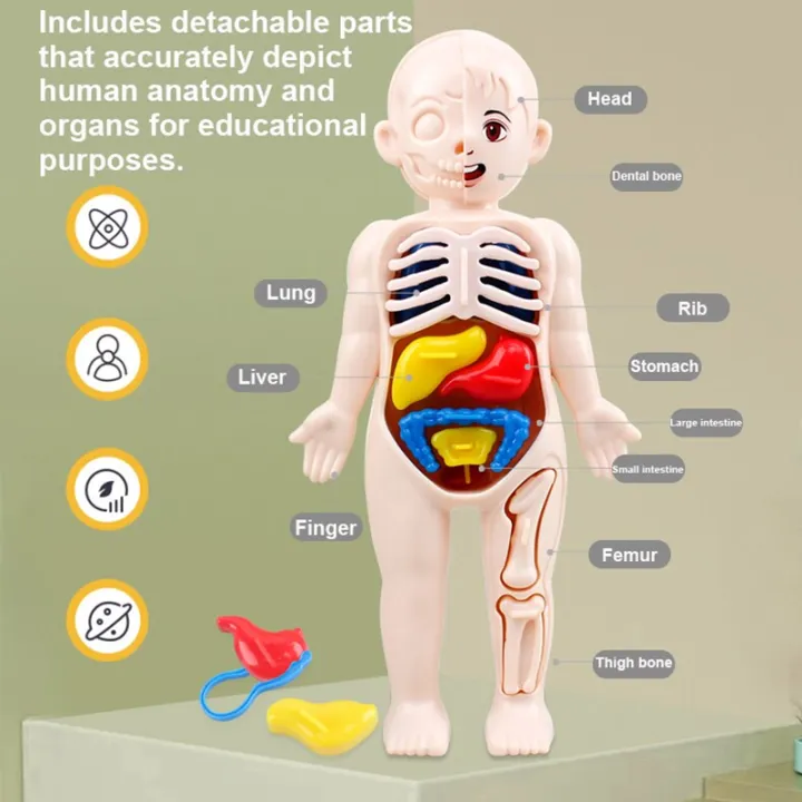 Kid Montessori 3D Puzzle Human Body Anatomy Model Educational Learning ...
