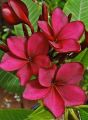 Red kathgolap/Plumeria flower plant outdoor plant 10-15 inch long plant with soil 1 piece.