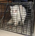 AUTOMATIC MULTICATCH CAT TRAP. 