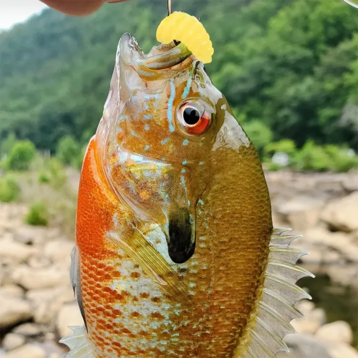 100Pcs/Bag%202cm%200.3g%20Bread%20Worm%20Silicone%20Artificial%20Baits%20Maggot%20Grub%20Soft%20Fishing%20Lure%20Hooks%20Biomimetic%20Smell%20Worms%20Glow%20Shrimps%20-%20Image%204