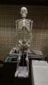 Artificial Human Skeleton model 85Cm.