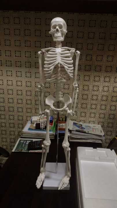 Artificial Human Skeleton model 85Cm