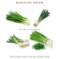Bunching Onion-Vegetable Seed(ကြက်သွန်မြိတ်မျိုးစေ့). 