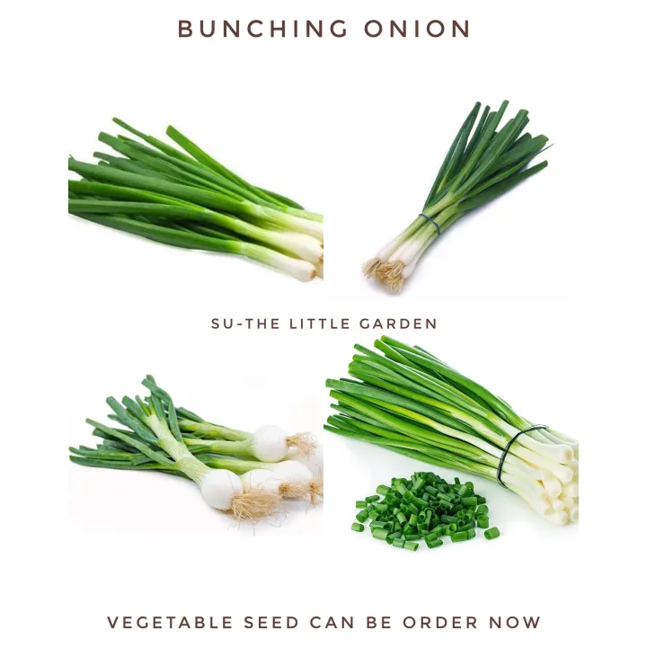 Bunching%20Onion-Vegetable%20Seed(%E1%80%80%E1%80%BC%E1%80%80%E1%80%BA%E1%80%9E%E1%80%BD%E1%80%94%E1%80%BA%E1%80%99%E1%80%BC%E1%80%AD%E1%80%90%E1%80%BA%E1%80%99%E1%80%BB%E1%80%AD%E1%80%AF%E1%80%B8%E1%80%85%E1%80%B1%E1%80%B7)%20-%20Image%205