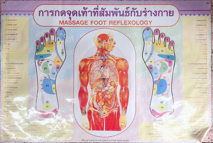 Massage foot reflexology poster 32 inches Width 22 inches height rectangle