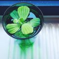 Water Lettuce: pack of 3 A Stunning Floating Aquatic Plant for Your Aquarium, aquatic plant without soil. 