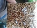 Mulberry /Shehtoot/. 