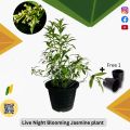 Big size Night blooming jasmine, Raat ki rani Plant with pot | Not seeds | Real | Plant Parlour. 
