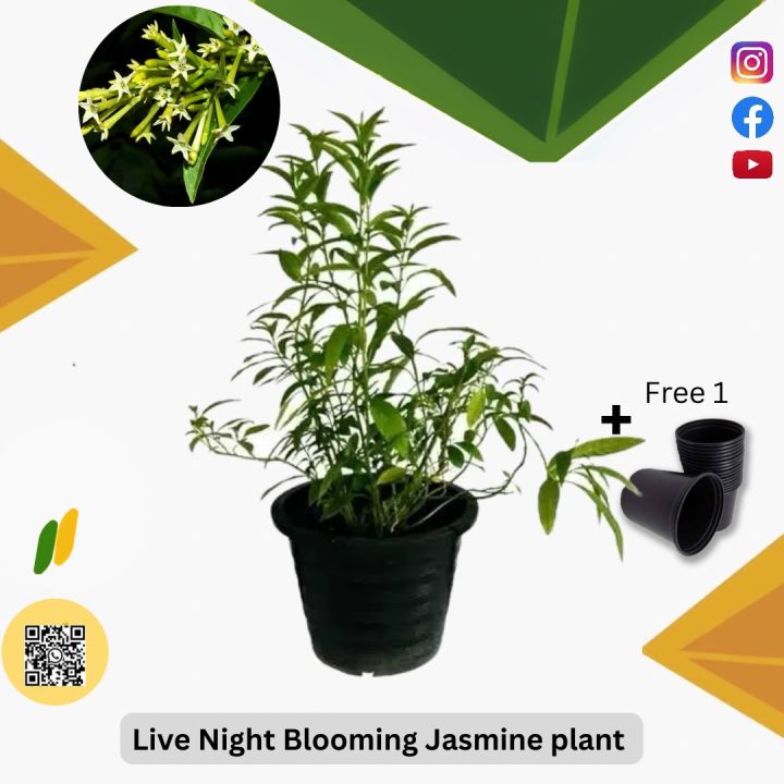 Big size Night blooming jasmine, Raat ki rani Plant with pot | Not ...