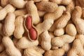mung phali with nut |fresh peanut. 