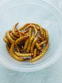 Live Mealworms -1 KG. 