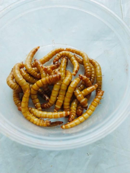 Live Mealworms -1 KG