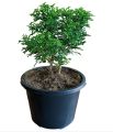 Kuru atteria plant for bonsai. 