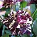 Black Dragon Rare Rose seeds-30pcs. 