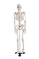 Mini Skeleton For student  - Human Skeleton Model for Anatomy Anatomical Skeleton Human Skeleton Anatomy Skeleton Model 17in. 