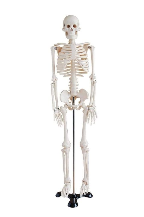 Mini%20Skeleton%20For%20student%20%20-%20Human%20Skeleton%20Model%20for%20Anatomy%20Anatomical%20Skeleton%20Human%20Skeleton%20Anatomy%20Skeleton%20Model%2017in%20-%20Image%205