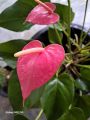 Anthurium pink. 