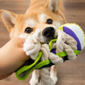 Dog Chewing Toy Squeaky Bite Resistant Puppy Chew Toy Teeth Grinding Canvas Shoes Knot Cotton Rope Dog Molar Chew Toy Supplies. 