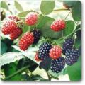 Shahtoot | Mulberry  small plant. 